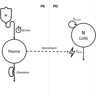 Predicting treatment response to vancomycin using bacterial DNA load as a pharmacodynamic marker in premature and very low birth weight neonates: A population PKPD study